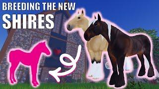 breeding the new SHIRE HORSES! - Wild horse islands