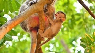 Baby monkey is so smart to asking milk.