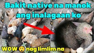 Bakit native na manok Ang inaalagaan ko/ wow may ng limlim na