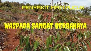 SKIP PASTI MERANA ‼️CARA MENGOBATI DURIAN YANG MATI PUCUK INSYA ALLAH TOKCER