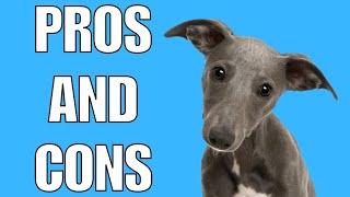 Whippet Pros And Cons | Should You REALLY Get A WHIPPET?