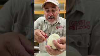 What’s in the egg  #shorts #animals #reptiles #snake #egg