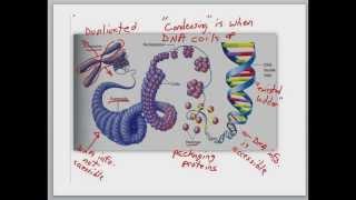 DNA duplication 2016