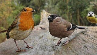 Birds Flying in Slow Motion - Forest Birds & Bird Sounds Video for People & Cats to Watch