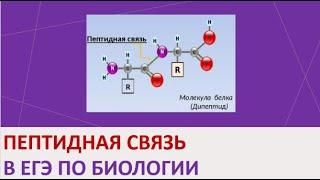 1. Пептидная связь в ЕГЭ по биологии