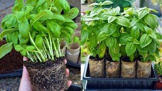Split Supermarket Basil into Individual Plants
