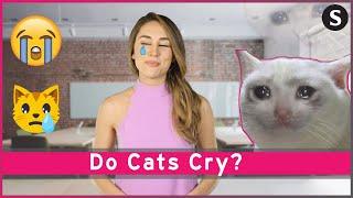 Do Cats Cry?