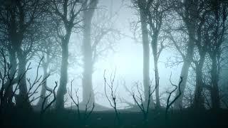 Mystical Halloween Background With Dark Forest Fog | Premium Video Footage | 4K