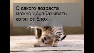 С какого возраста можно обрабатывать котят от блох