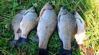 Fishing with an overnight stay for crucian carp, carp. Southern Bug