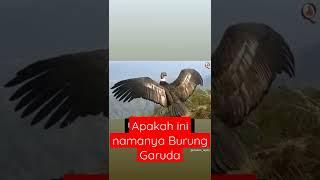 Penampakan Burung Garuda, yang Sudah Punah, Apakah ini Burung Garuda?