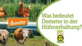 Demeter-Hühnerhaltung: richtig Bio und mit viel Engagement fürs Tierwohl