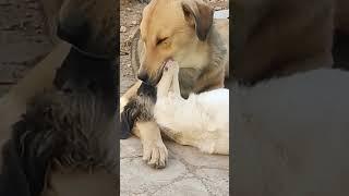 my dogs french-kissing! #viralvideo #kissing #frenchkiss