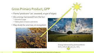 Ecosystem Ecology: GPP, NEP and Re