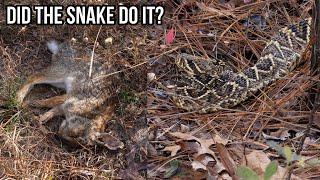 Double Eastern Diamondbacks and The Mysterious Disappearing Rabbit!