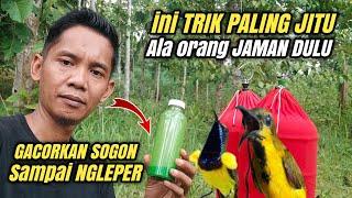 100% SOGON LANGSUNG GACOR NGLEPER BUKTIKAN SAJA SENDIRI‼️