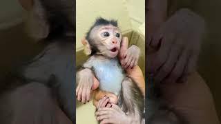 So Cute baby monkey ️#shortsvideo #shrots #monkeys #cute #love #funny #youtube #youtubeshorts