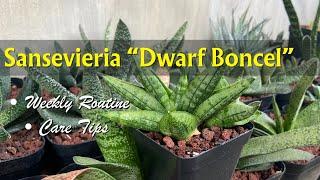 Sansevieria Dwarf Boncel