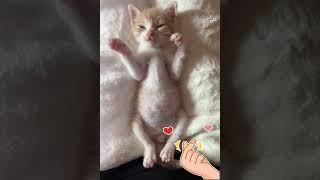 WOW Super Cuteness So Sweet Adorable Kitty Cats Cuteness Overloaded  -EPS1169 #cutenessoverload