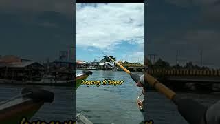 Mancing ikan UMPAN IKAN potong #mancing #mancingmania #balikpapan