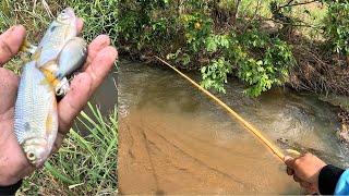 EXPLORANDO CÓRREGO INÉDITO! PESCARIA 100% CAIPIRA RAIZ na Varinha de Bambu com Minhoca