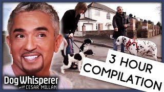 Dog Whisperer With Cesar Millan 3 Hour Marathon | Season 9 - Full Episodes