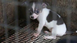 Rescued Puppy Mill Dogs Get a Second Chance