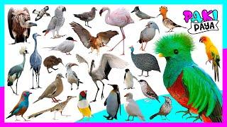 ¡TIPOS DE AVES! PARTE 2  birds - Vögel - 조류 - 鳥 - птицы