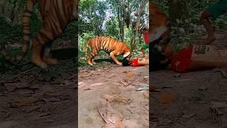 tiger  attack #youtubeshorts #tiger #wildlife #animals