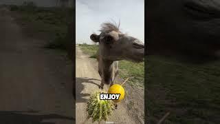 Camel Pranked By His Owner After Tasting Some Sour Lemon! (:funnytroll08)