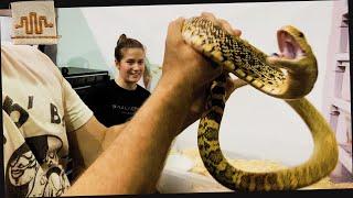 Bull Snakes Don't Bite | w/ Summer Stephenson