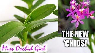 Awesome new Orchids! - the new 'chids on the block :)