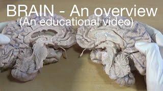 BRAIN - An overview (An educational video)