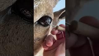 Eye peel  taxidermy sheep eye #taxidermy #taxidermist #satisfying #eyes #animals