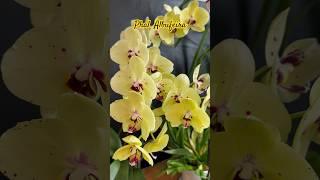 ОРХІДЕЯ без СУБСТРАТУлітнє цвітіння #phalaenopsis Albufeira 15.06.2024