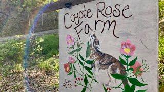 Starting a Homestead: Coyote Rose Farm