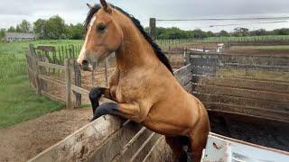 Can you watch this without laughing at these funny horses!  - Funniest ANIMAL Videos