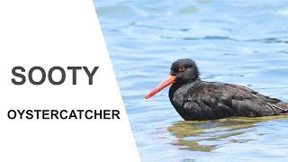 Australian Birds. Sooty Oystercatcher, Feeding, Preening and Bathing.Queensland, Australia.