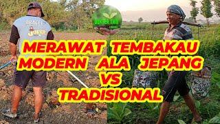 CARA MERAWAT TEMBAKAU MODERN ALA JEPANG VS TRADISIONAL