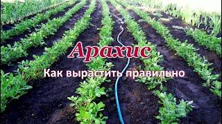 Арахис  Как вырастить правильно