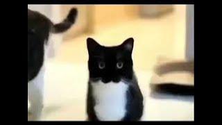 Uni the cat Meme #cats #catvideos #catvideo #unithecat #mgmt #littledarkage