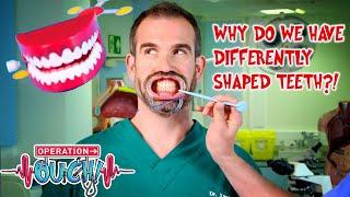 Why Do We Have Differently Shaped Teeth? | Science for Kids | Operation Ouch