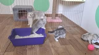 Kittens afraid of their older sister Snowflake Only kitten Lola is not afraid of anything