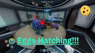 How to hatch creature eggs  Subnautica