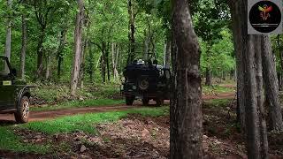 TADOBA ANDHARI TIGER RESERVE | NAVEGAON GATE | WILDLIFE SAFARI | NIKHIL C TADOBA | SHORT VIDEO |