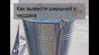 Как вывести шершней с чердака