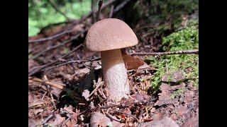 Первые белые грибы. Поход за грибами!