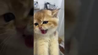 Little Munchie Kitty #cat #cute #funny #foryou #shortvideo #funnyvideo #cutecat