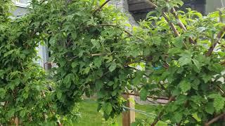 How To Maintain Raspberry Patch for More Organized Berry Growth