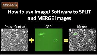 How to use ImageJ Software to SPLIT and MERGE images